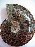Ammonite polie